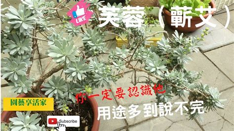 芙蓉盆栽|芙蓉（蘄艾）盆栽的養護，除去枯葉待冒新枝芽